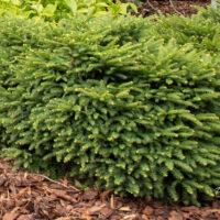 Picea abies `Nidiformis` harilik kuusk