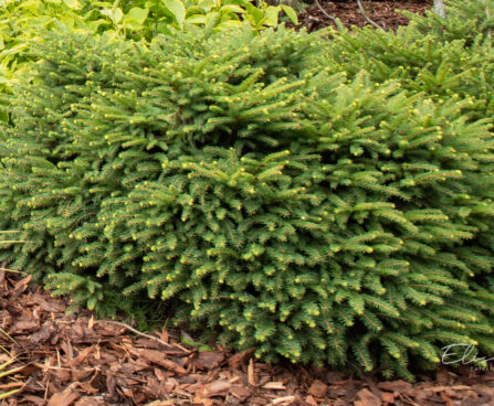 Picea abies `Nidiformis` harilik kuusk