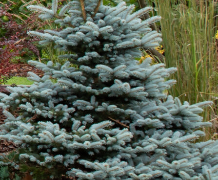 Picea pungens `Fat Albert` torkav kuusk