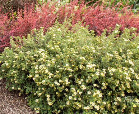 Potentilla `Primrose Beauty` põõsasmaran