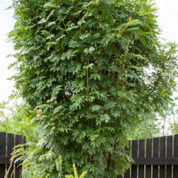 Sorbus `Dodong` pihlakas