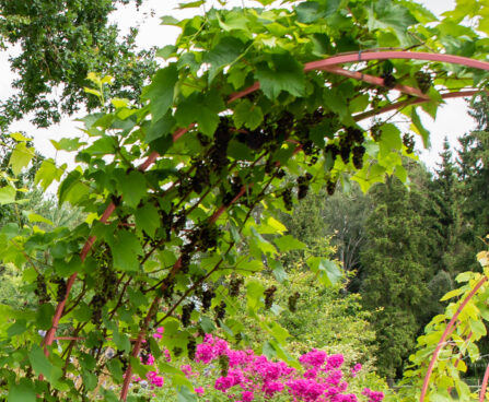 Vitis vinifera `Zilga` viinapuu