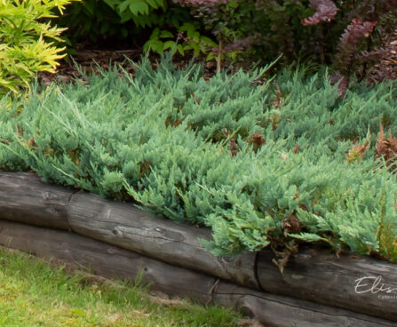 Juniperus horizontalis `Blue Chip` roomav kadakas
