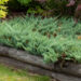 Juniperus horizontalis `Blue Chip` roomav kadakas