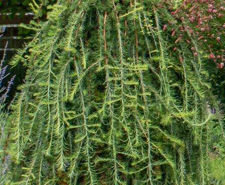 jaapani lehis `Stiff Weeper`