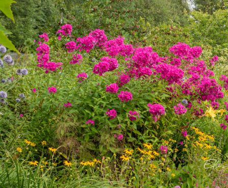 Phlox paniculata `Tenor` aed-leeklill floks