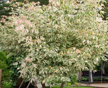 Acer negundo saarvaher