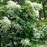 Hydrangea anomala subsp. petiolaris-roniv hortensia