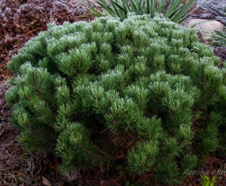 Pinus mugo