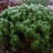 Pinus mugo