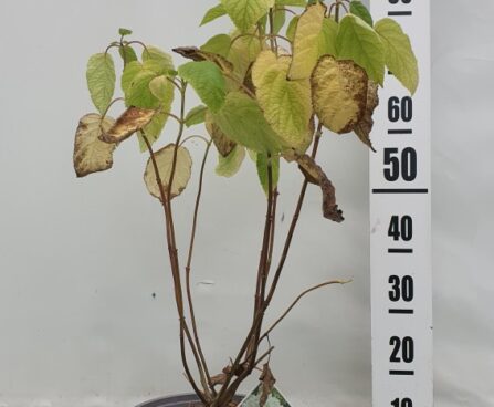 Hydrangea arborescens STRONG ANNABELLE '-puishortensia