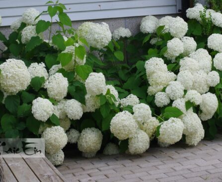 Hydrangea arborescens `STRONG ANNABELLE '-puishortensia