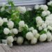 Hydrangea arborescens `STRONG ANNABELLE '-puishortensia