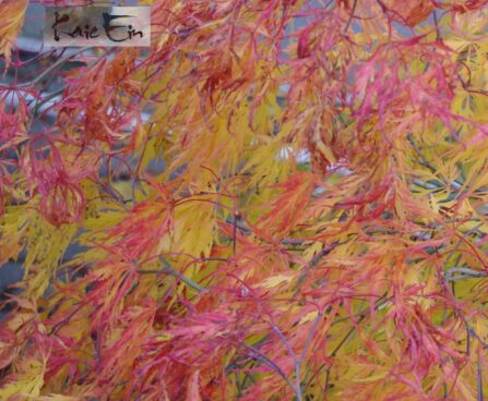 Acer palmatum 'Dissectum Viridis' kämmalvaher sügisvärv