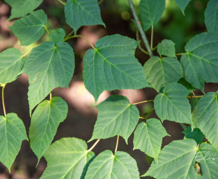 Acer pensylvanicum Pensilvaania vaher (4)