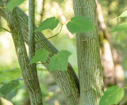 Acer pensylvanicum Pensilvaania vaher (5)