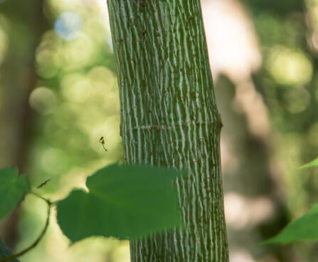 Acer pensylvanicum Pensilvaania vaher (3)