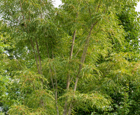 Acer platanoides `Paldiski` harilik vaher (2)