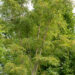 Acer platanoides `Paldiski` harilik vaher (2)