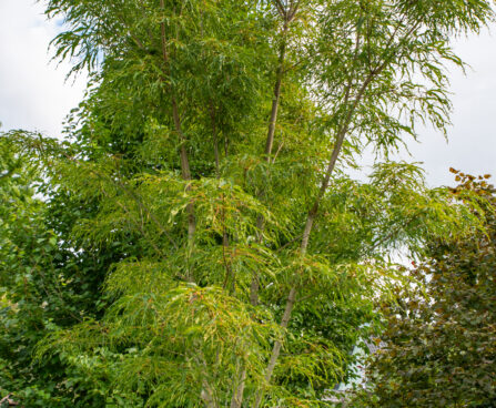 Acer platanoides `Paldiski` harilik vaher (1)