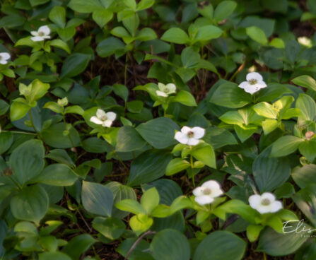 Cornus canadensis (1)