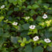 Cornus canadensis (1)
