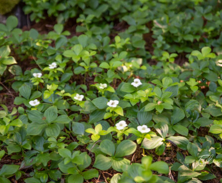 Cornus canadensis (2)