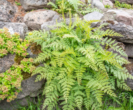 Corydalis chelanthifolia sõnajalg-lõokannus (2)
