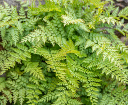Corydalis chelanthifolia sõnajalg-lõokannus (3)