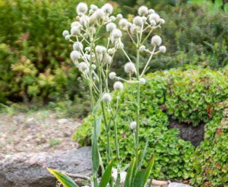 Eryngium yuccifolium Jukalehine ogaputk (1)