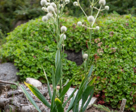 Eryngium yuccifolium Jukalehine ogaputk (2)