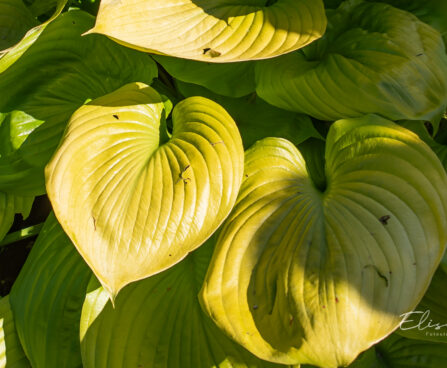 Hosta `Sum and Substance` (1)