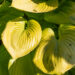 Hosta `Sum and Substance` (1)