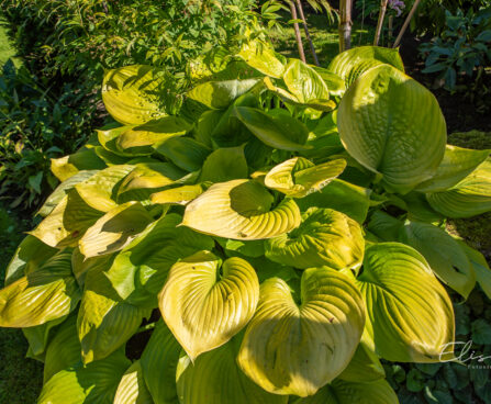 Hosta `Sum and Substance` (2)