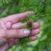 Larix laricina ameerika lehis (3)