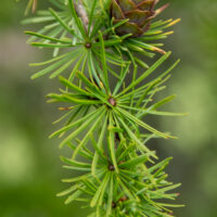 Larix laricina ameerika lehis (2)