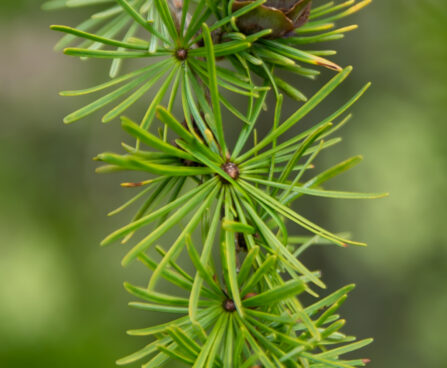 Larix laricina ameerika lehis (2)
