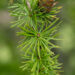 Larix laricina ameerika lehis (2)