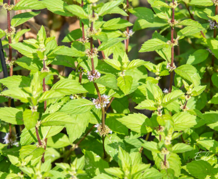 Mentha s gracilis `Ginger` (2)