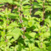 Mentha s gracilis `Ginger` (2)