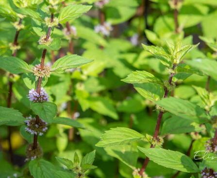 Mentha s gracilis `Ginger` (1)