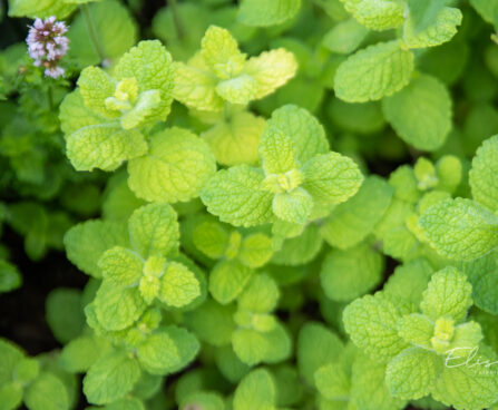 Mentha suaveolens `Pomo Petite` õunmünt