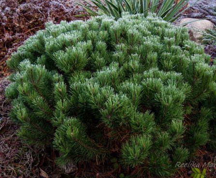 Pinus mugo