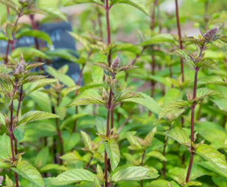 Mentha x citrata `Chocolate` sidrunmünt