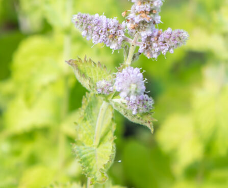 Mentha x villosa `Mojito` hatune münt (1)