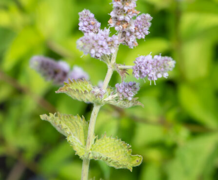 Mentha x villosa `Mojito` hatune münt (3)