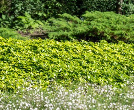 Pachysandra terminalis `Green Carpet` tipmine puksrohi