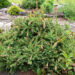 Picea abies `Acrocona` harilik kuusk