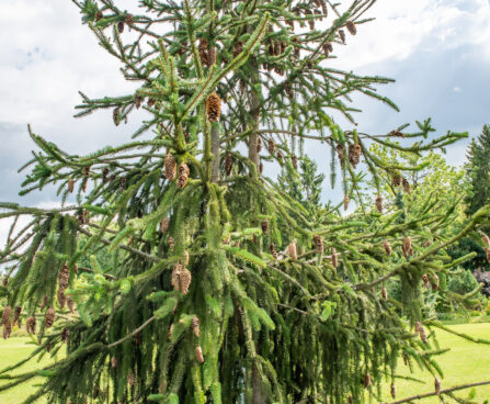 Picea abies `Cranstonii` harilik kuusk