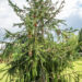 Picea abies `Cranstonii` harilik kuusk